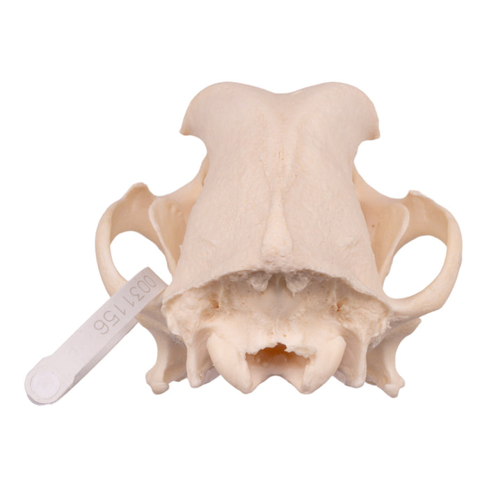 Real Domestic Dog Skull - Rottweiler