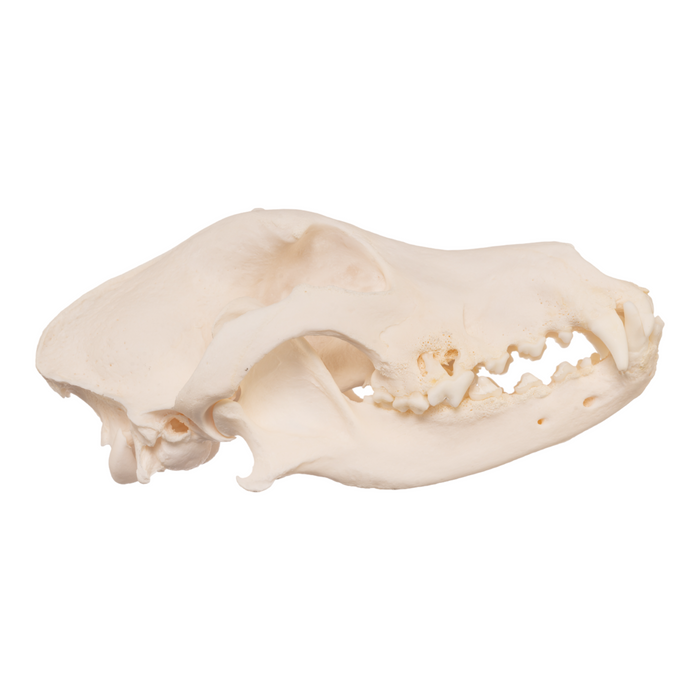 Real Domestic Dog Skull - Golden Retriever For Sale — Skulls Unlimited ...