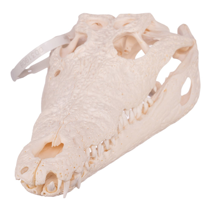 Real Nile Crocodile Skull - Pathology