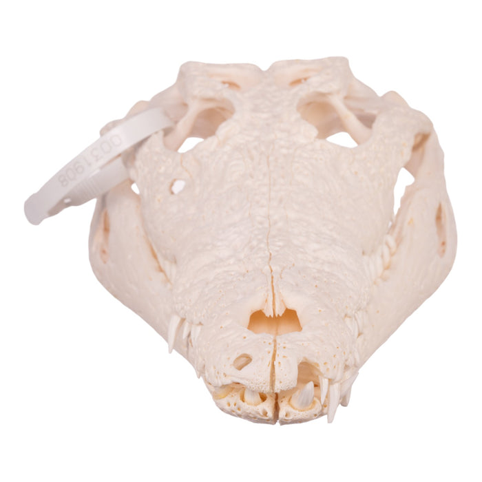 Real Nile Crocodile Skull - Pathology