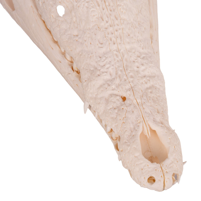 Real Nile Crocodile Skull - Pathology