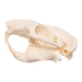 Real Mountain Beaver Skeleton - Disarticulated