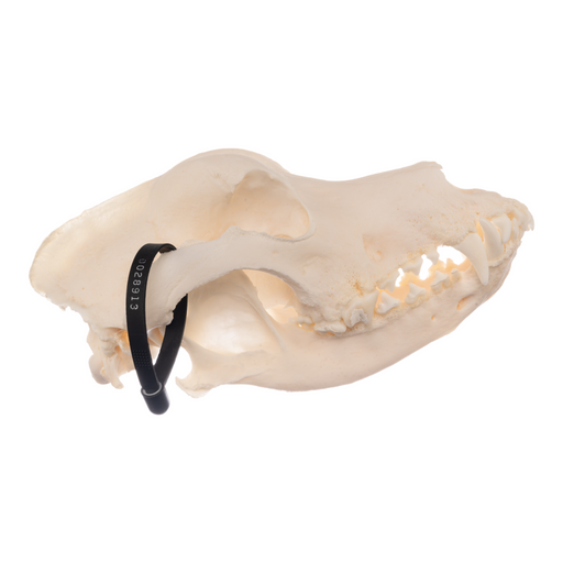 Real Domestic Dog Skull - German Shepherd