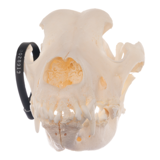 Real Domestic Dog Skull - German Shepherd