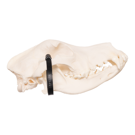 Real Domestic Dog Skull - German Shepherd