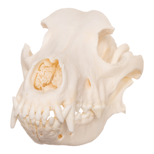 Real Domestic Dog Skull - German Shepherd