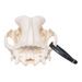 Real Domestic Dog Skull - Great Dane