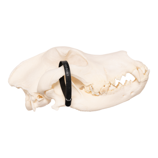 Real Domestic Dog Skull - Great Dane