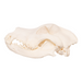 Real Domestic Dog Skull - Great Dane