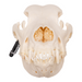 Real Domestic Dog Skull - Great Dane