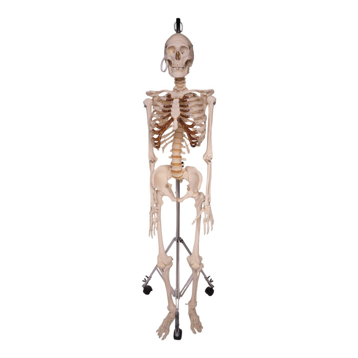 Real Human Skeleton - Articulated