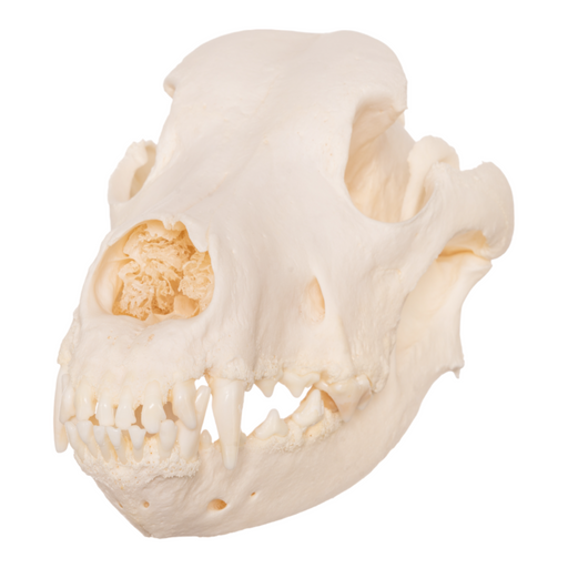 Real Domestic Dog Skull - Great Dane