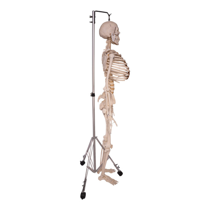 Real Human Skeleton - Articulated