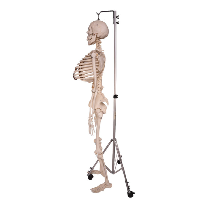 Real Human Skeleton - Articulated