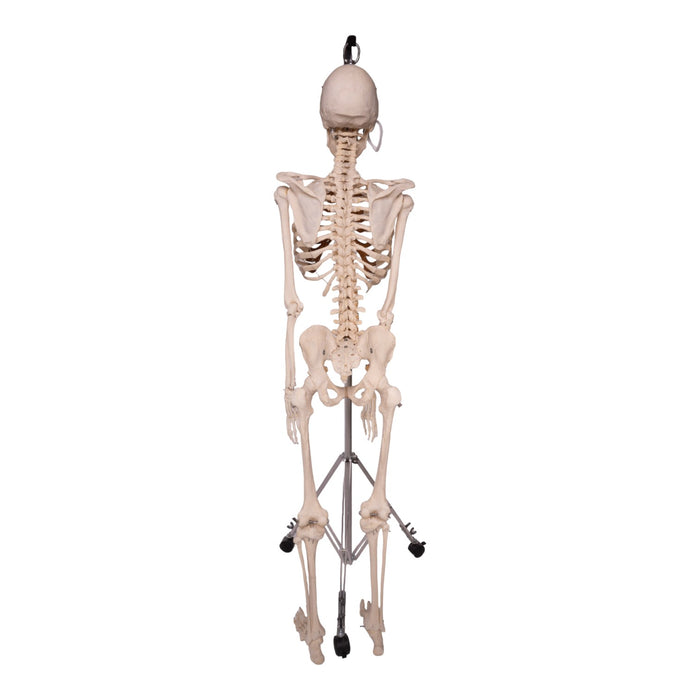 Real Human Skeleton - Articulated