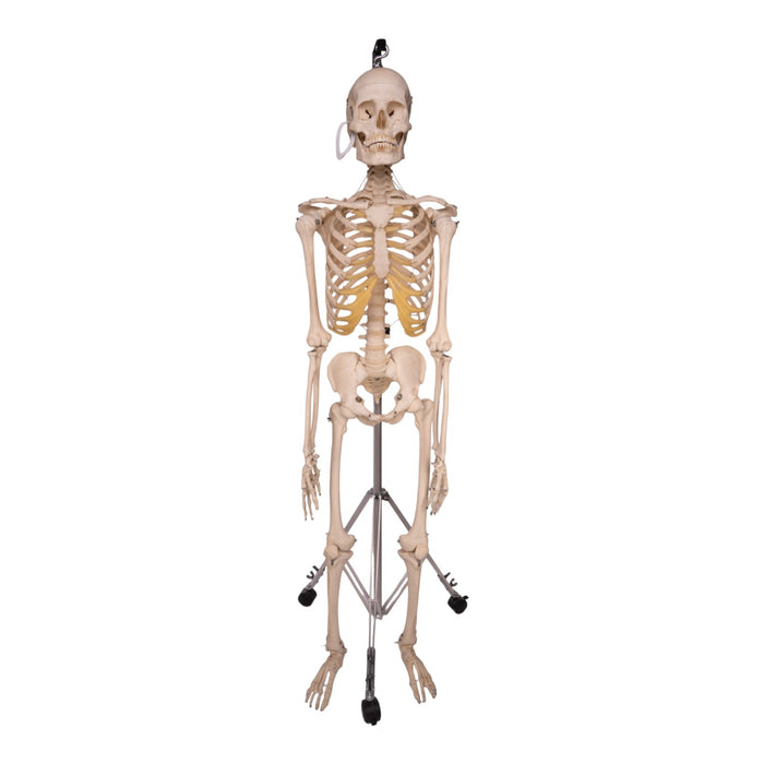 Real Human Skeleton - Articulated