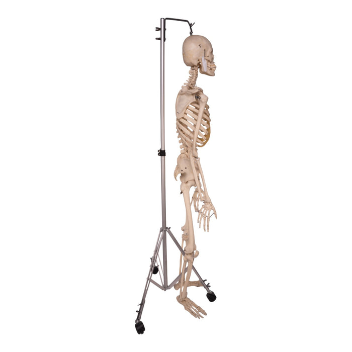 Real Human Skeleton - Articulated