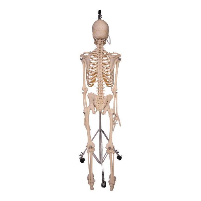 Real Human Skeleton - Articulated