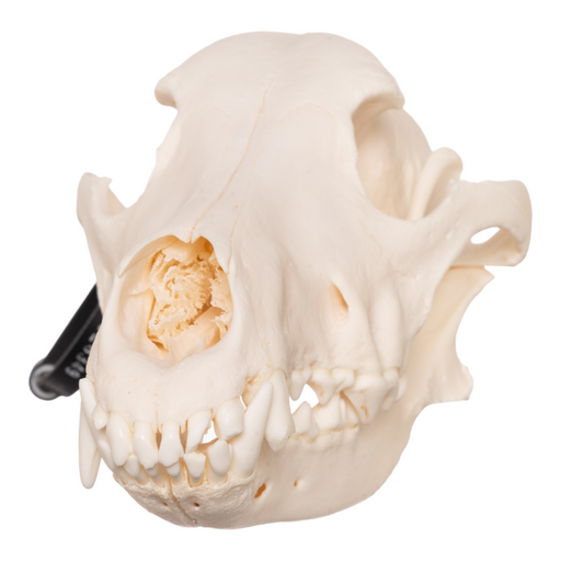 Real Domestic Dog Skull - German Shepherd