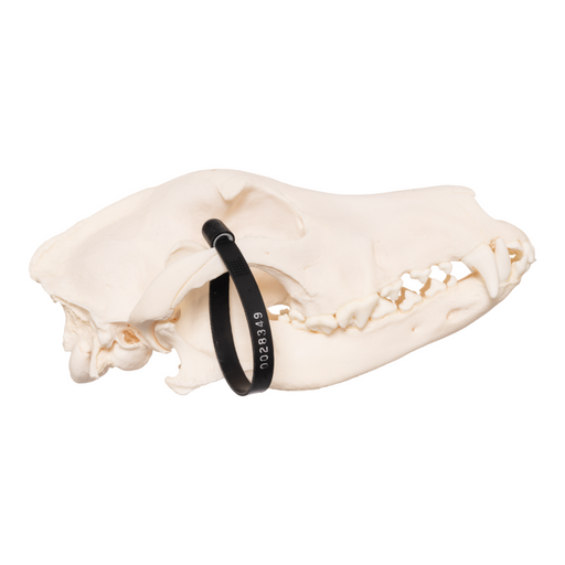 Real Domestic Dog Skull - German Shepherd