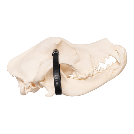 Real Domestic Dog Skull - Rottweiler