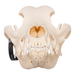 Real Domestic Dog Skull - Rottweiler