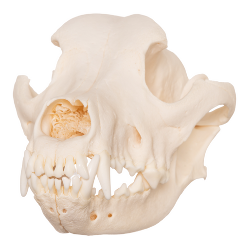 Real Domestic Dog Skull - Rottweiler