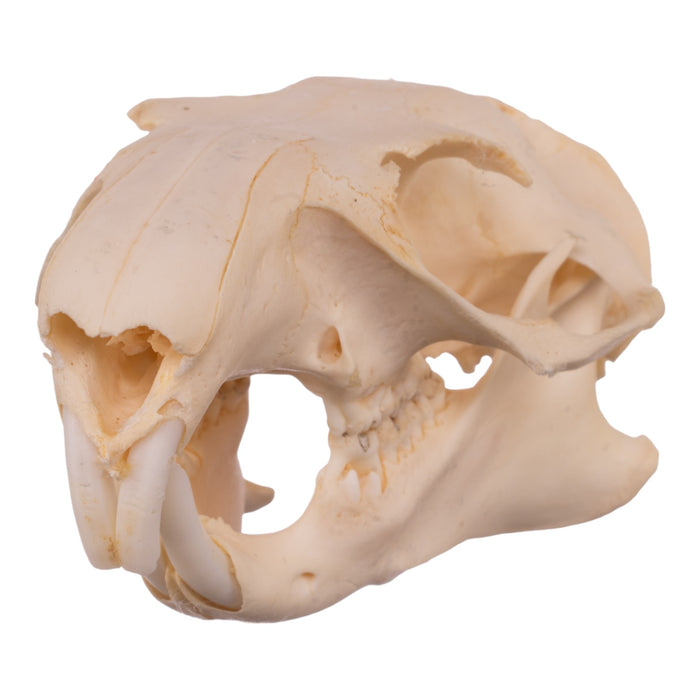 Real Woodchuck Skull - Adolescent