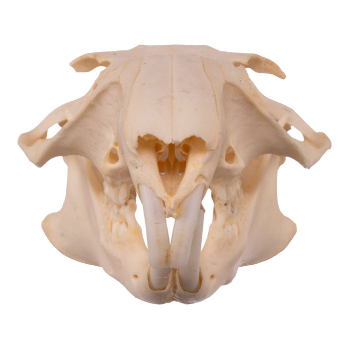 Real Woodchuck Skull - Adolescent