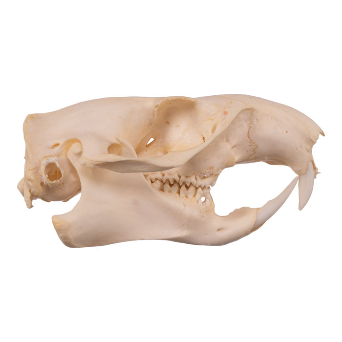 Real Woodchuck Skull - Adolescent