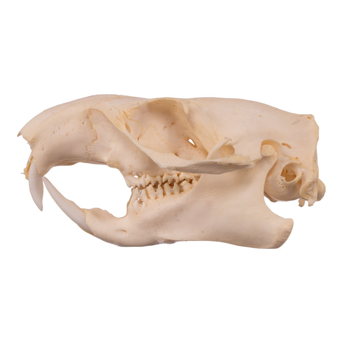 Real Woodchuck Skull - Adolescent