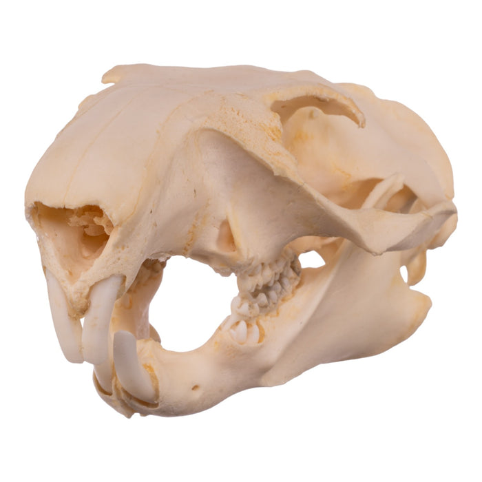 Real Woodchuck Skull - Adolescent