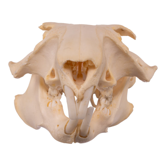 Real Woodchuck Skull - Adolescent