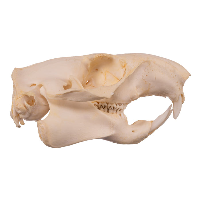 Real Woodchuck Skull - Adolescent