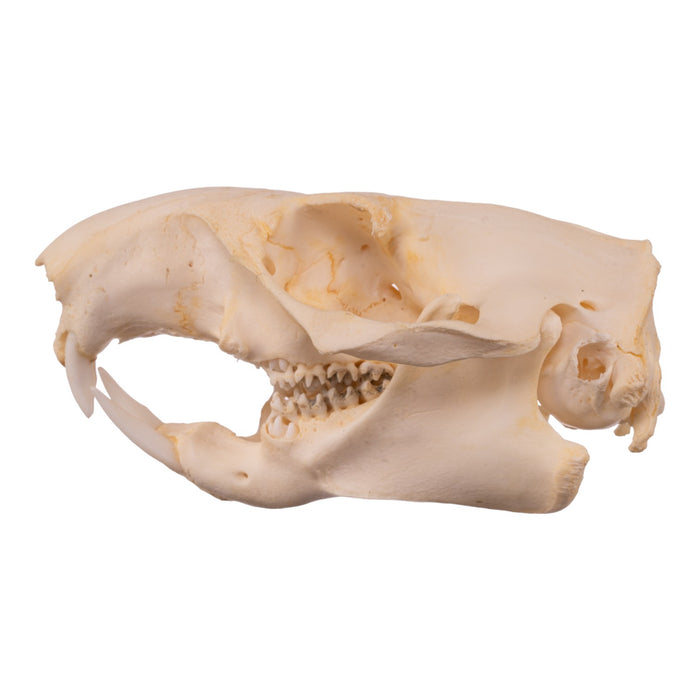 Real Woodchuck Skull - Adolescent