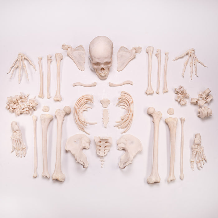 Real Human Skeleton - Disarticulated