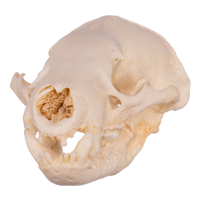 Real Badger Skull - Pathology