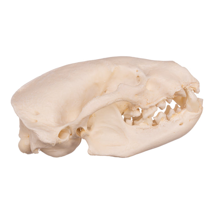 Real Badger Skull - Pathology