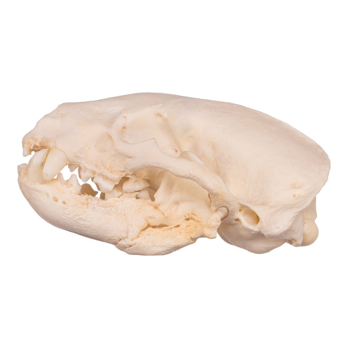 Real Badger Skull - Pathology