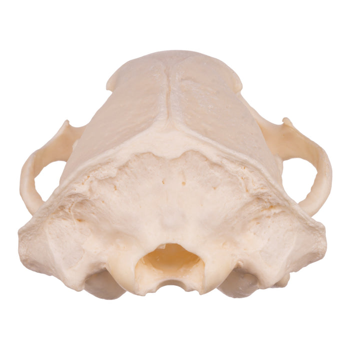 Real Badger Skull - Pathology