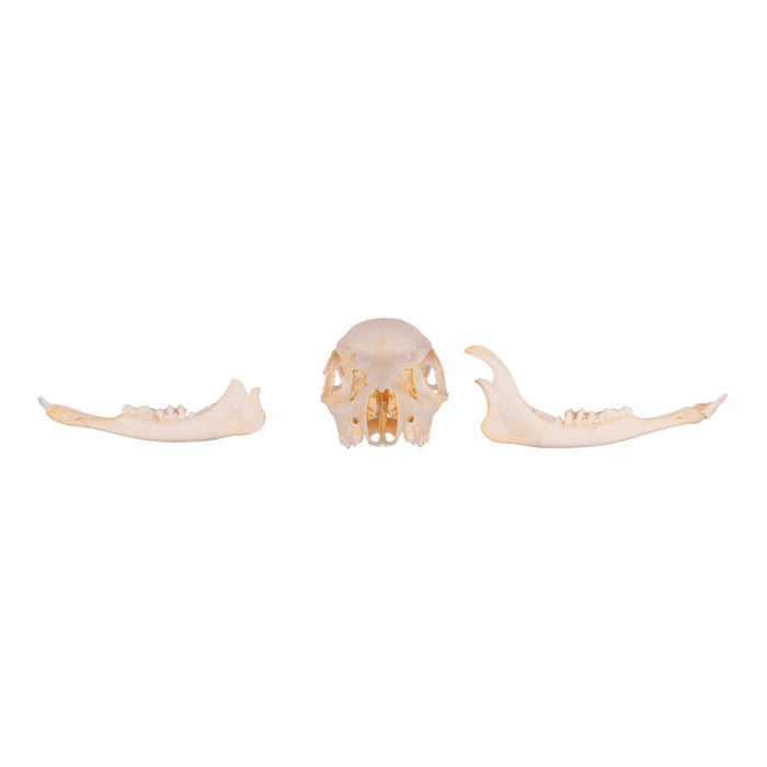 Real Fallow Deer Skull - Juvenile