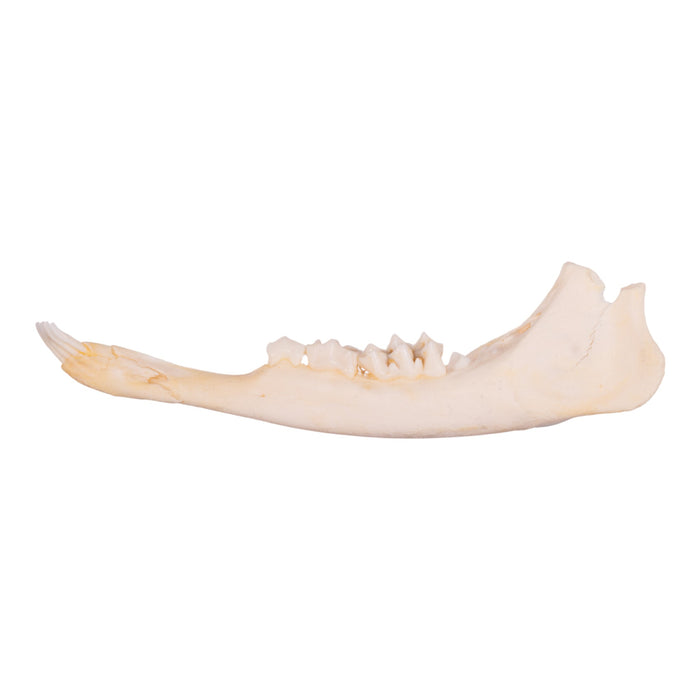 Real Fallow Deer Skull - Juvenile