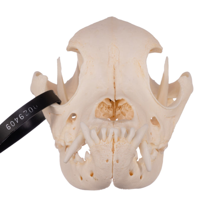 Real Domestic Dog Skull - Boxer