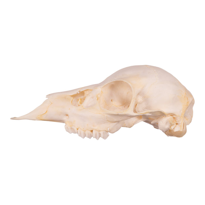 Real Fallow Deer Skull - Juvenile