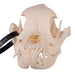 Real Domestic Dog Skull - Boxer