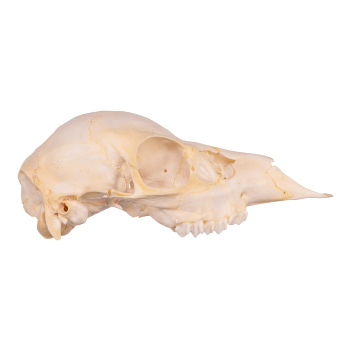 Real Fallow Deer Skull - Juvenile