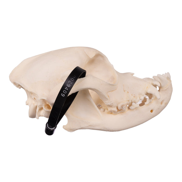 Real Domestic Dog Skull - Boxer