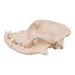 Real Domestic Dog Skull - Boxer