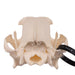 Real Domestic Dog Skull - Boxer