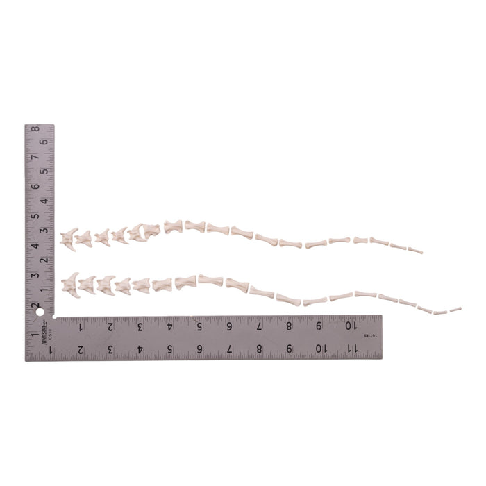 Real Domestic Cat Tail - Disarticulated (Single)